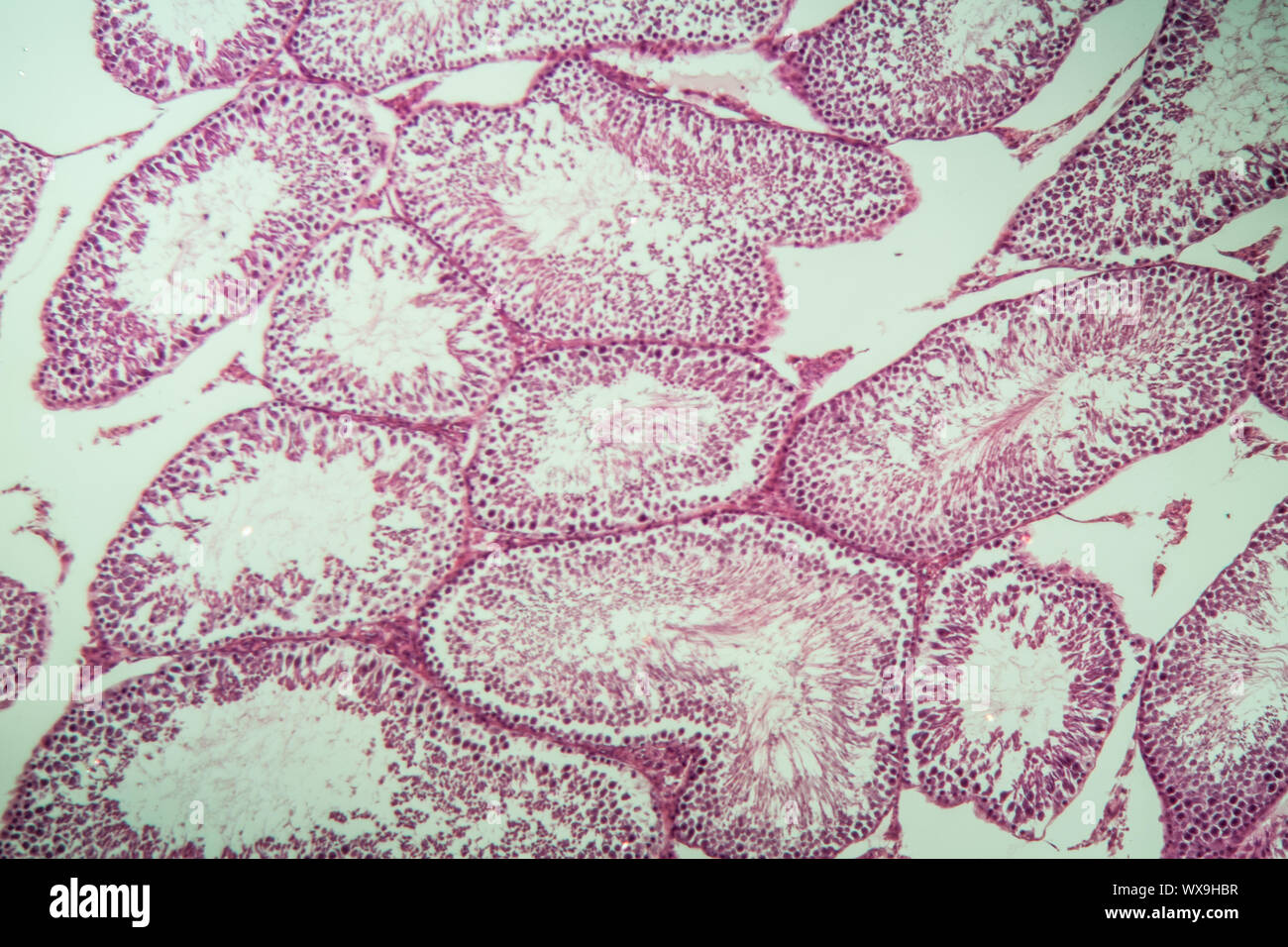 Rat testicle cross section 200x Stock Photo Alamy