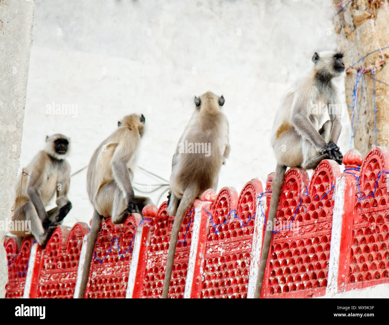 Langurs Hanuman sitting in row on fence Stock Photo
