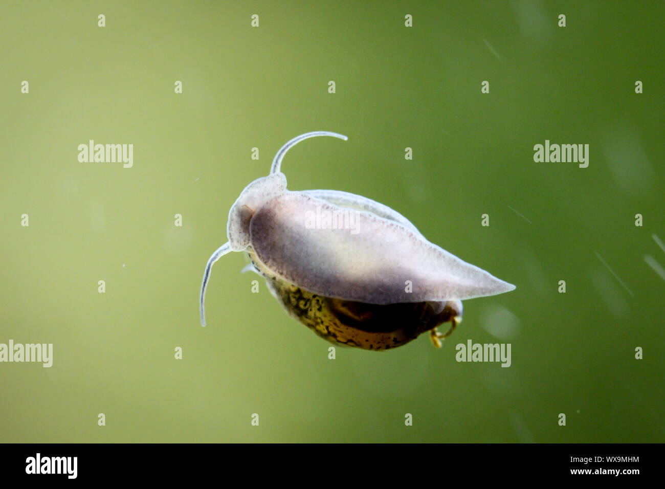 bubble snails, eggs of snails Stock Photo Alamy