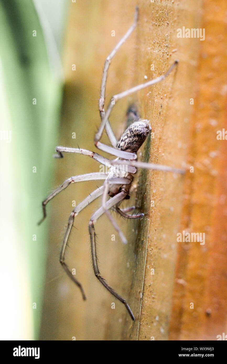 close up of a spider Stock Photo