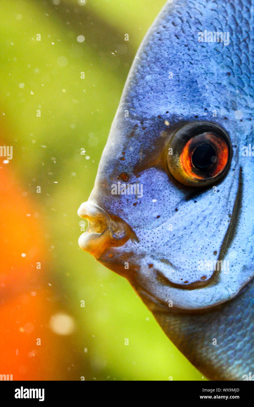 this is a close up of a discus fish Stock Photo