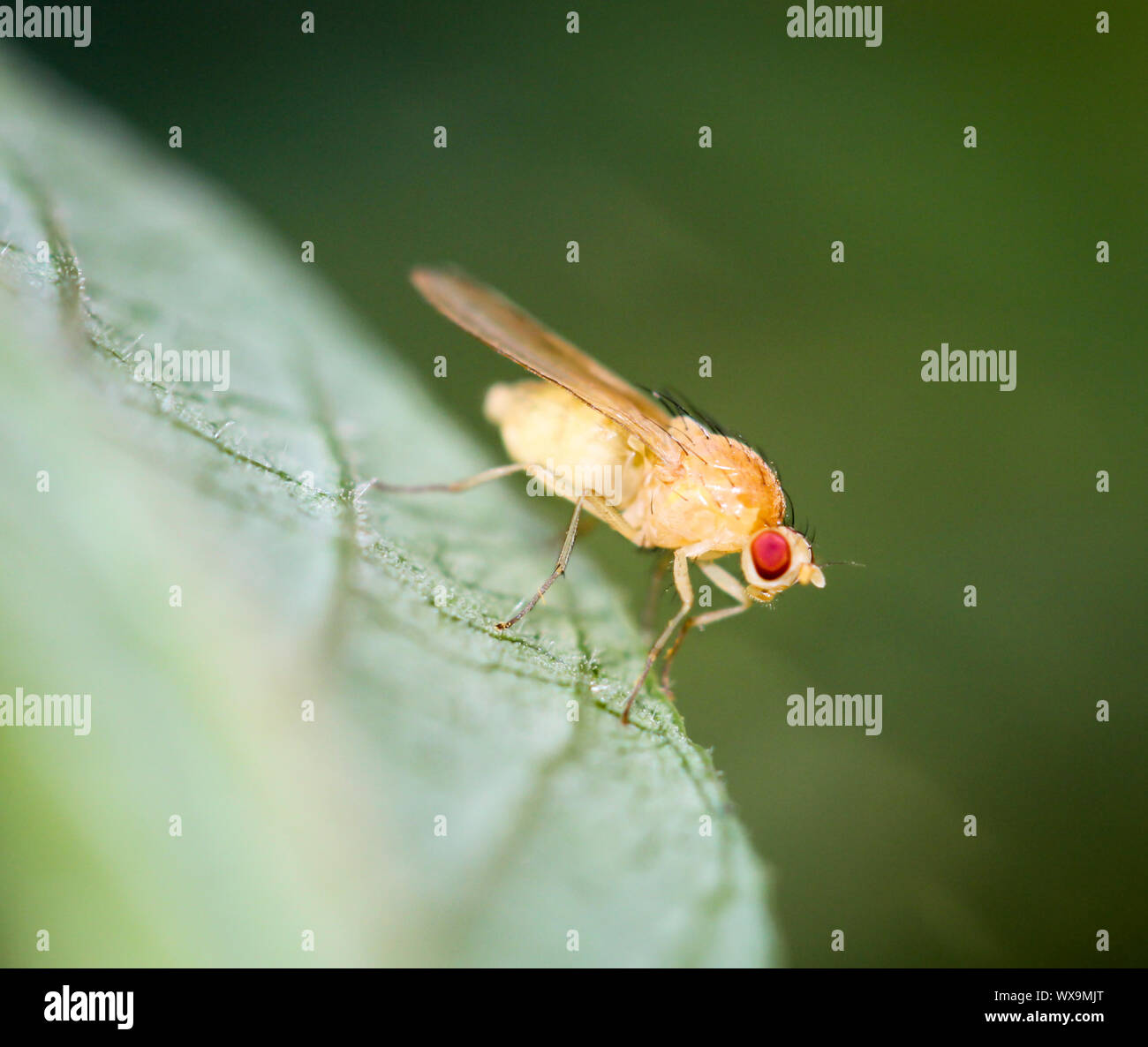 this is a fly on a plant Stock Photo