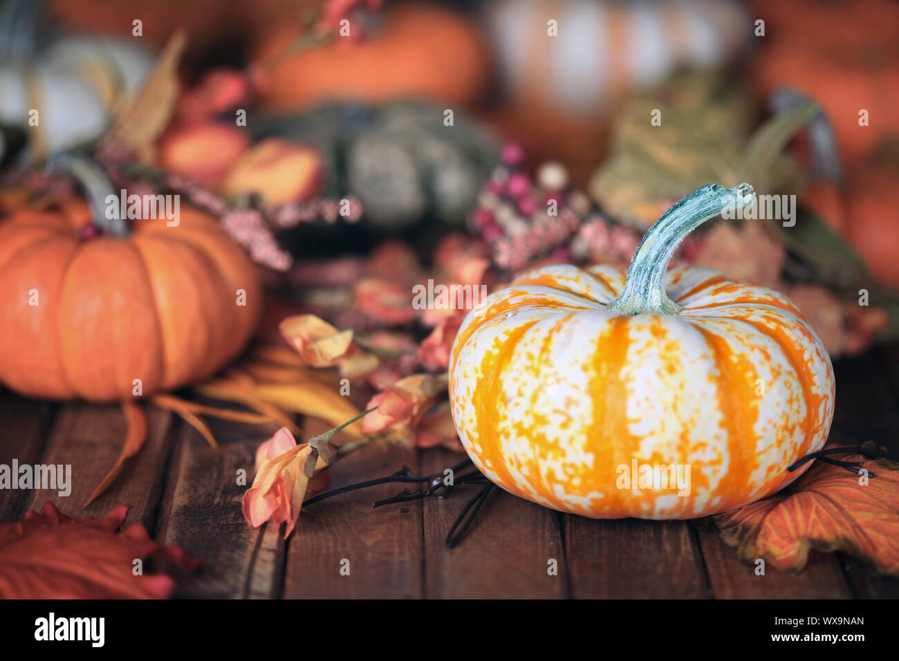 Autumn pumpkins background Stock Photo - Alamy
