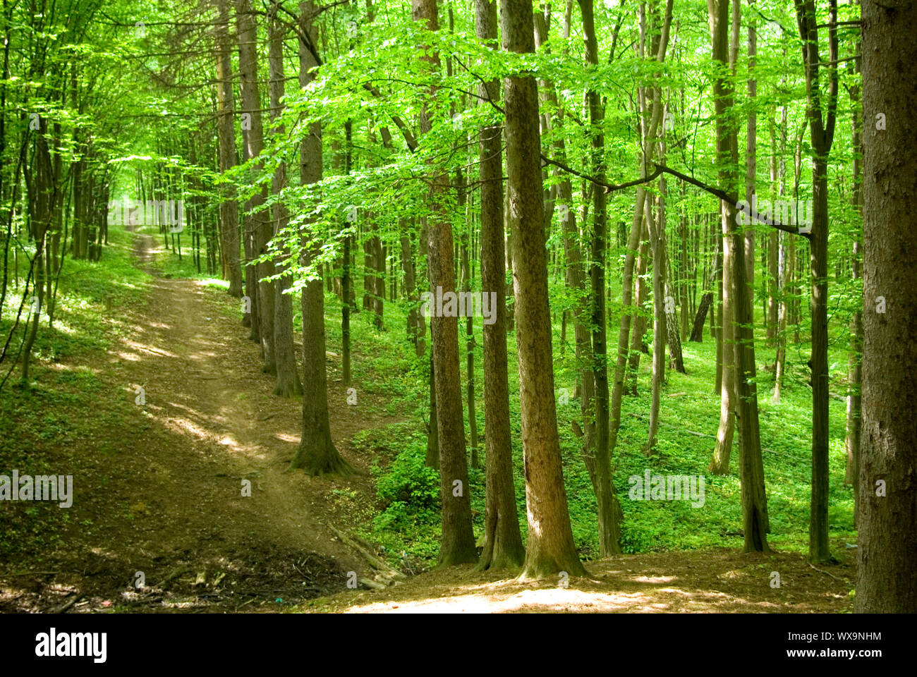 a path is in the green forest Stock Photo - Alamy