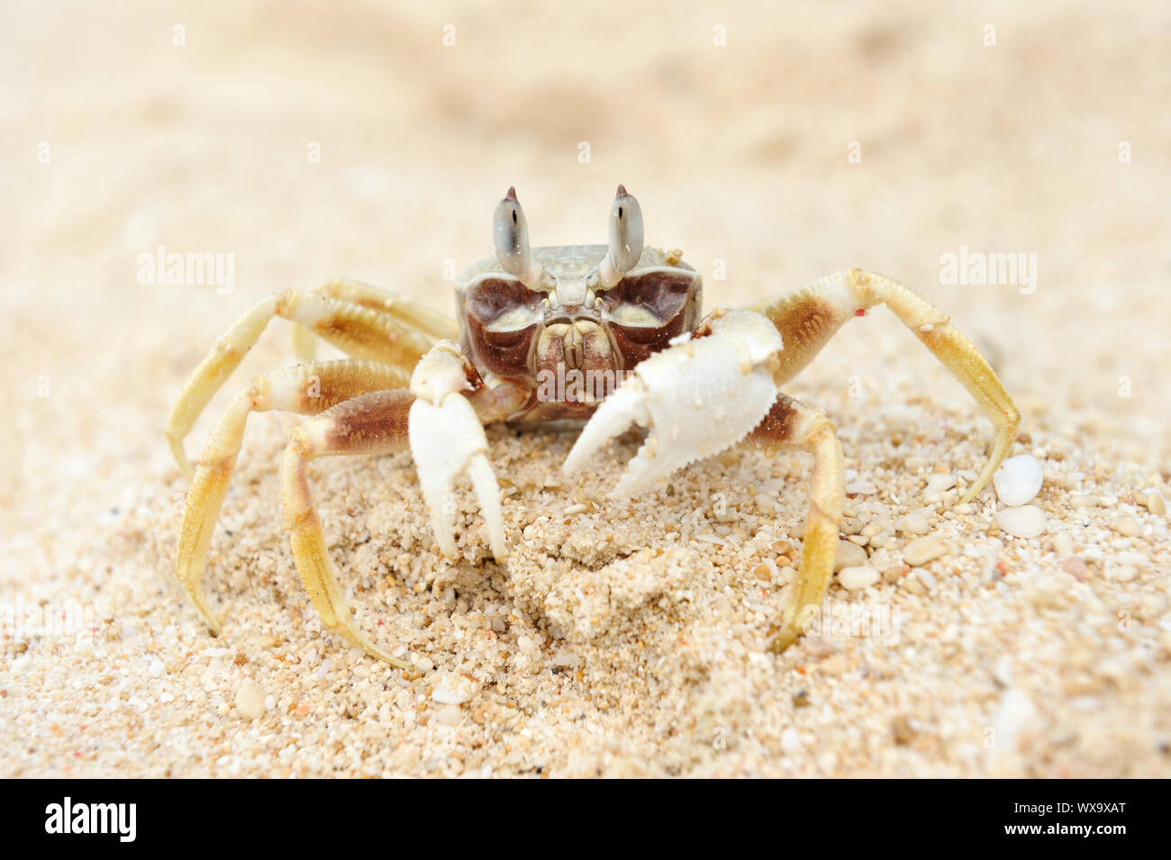 Ghost crab on a beach Stock Photo Alamy