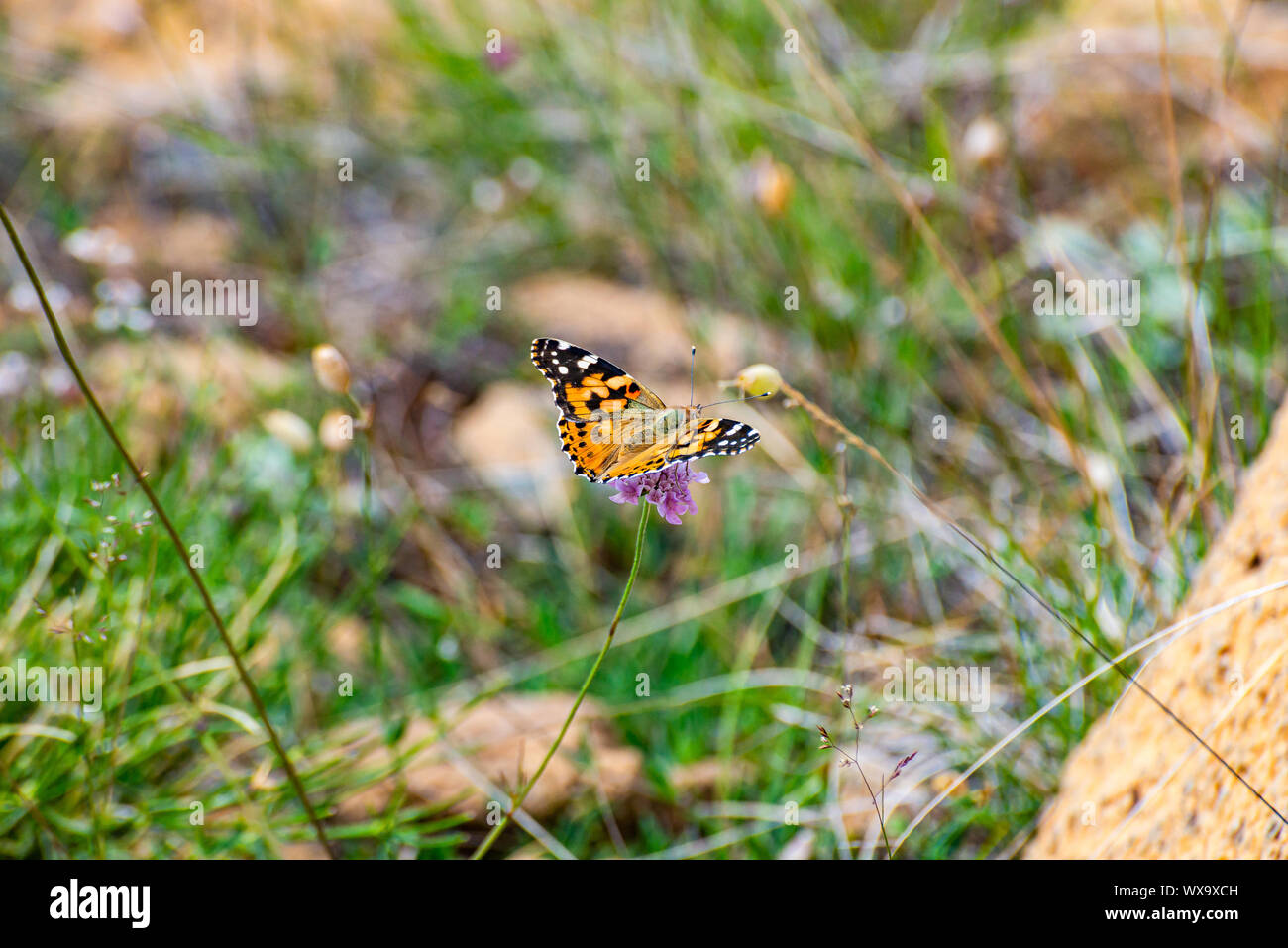 European peacock butterfly in National Park Lure, Albania Stock Photo