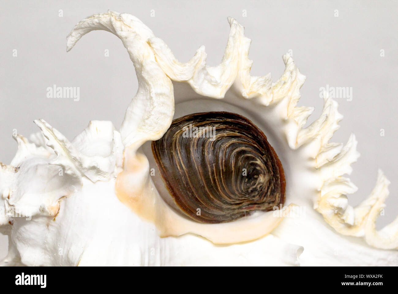 details of a big shell, snail Stock Photo Alamy