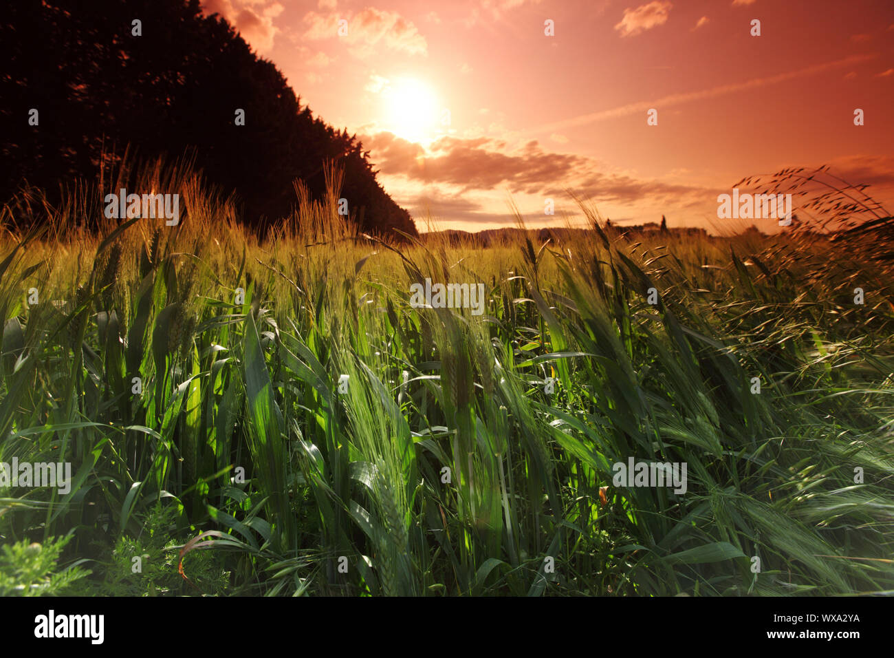 Summer field of wheat Stock Photo - Alamy