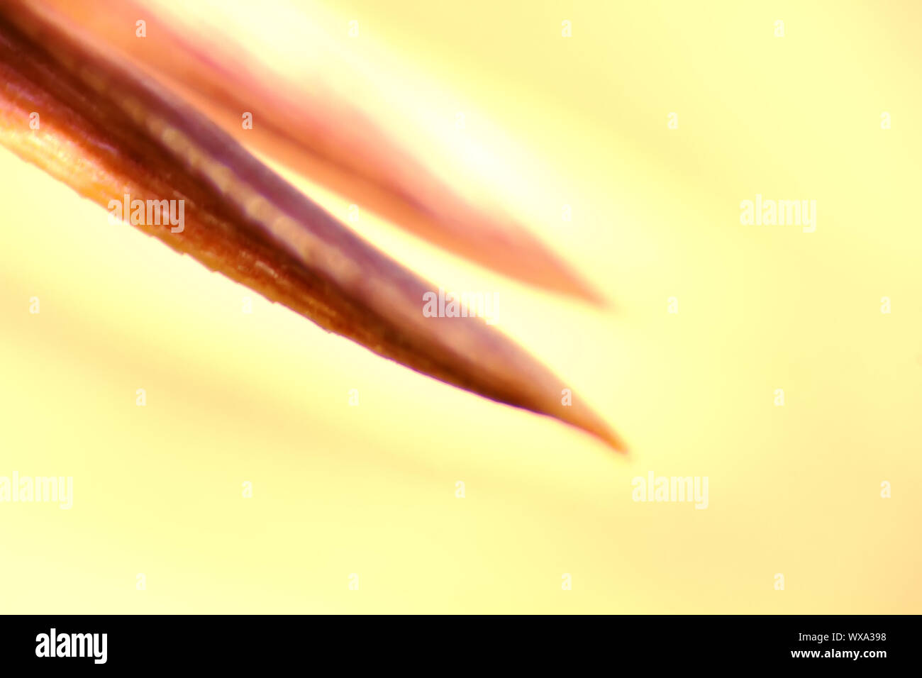 The pointed tip of a leaf Stock Photo Alamy