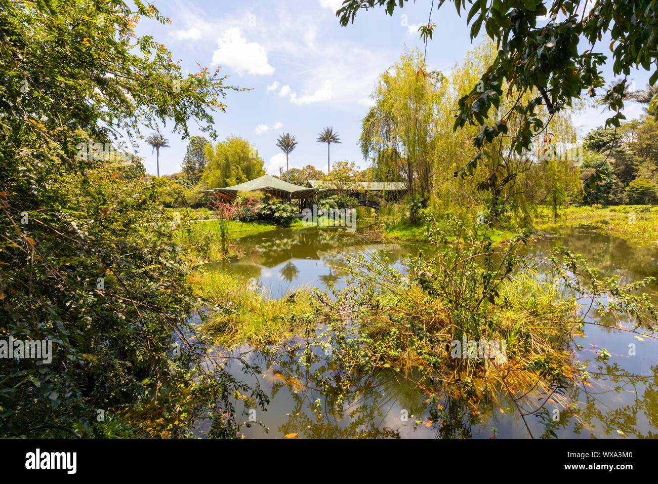 Bogota pond and nature in botanical garden Stock Photo