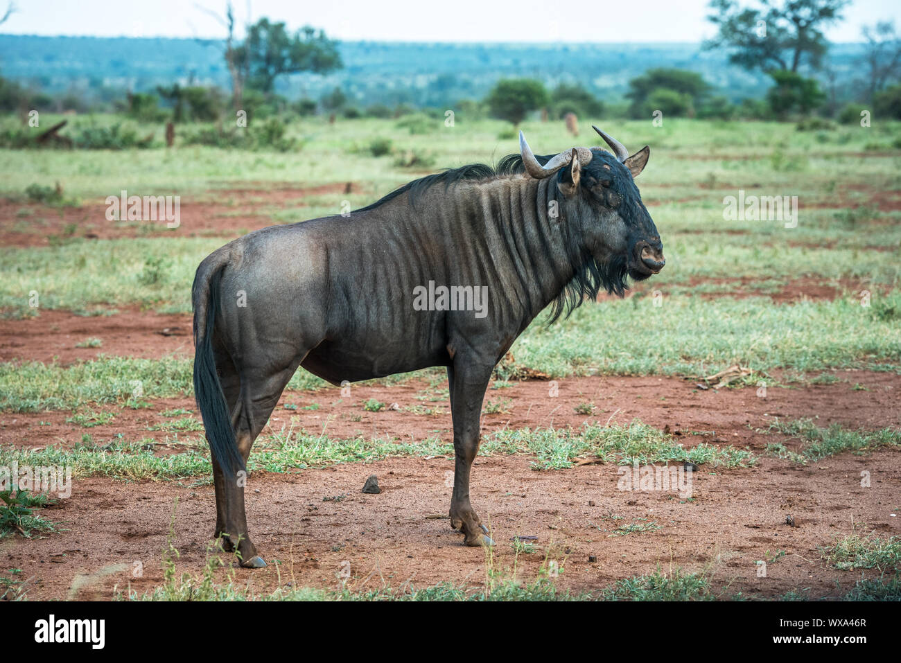 Blue wildebeest in Kruger National Park, South Africa Stock Photo