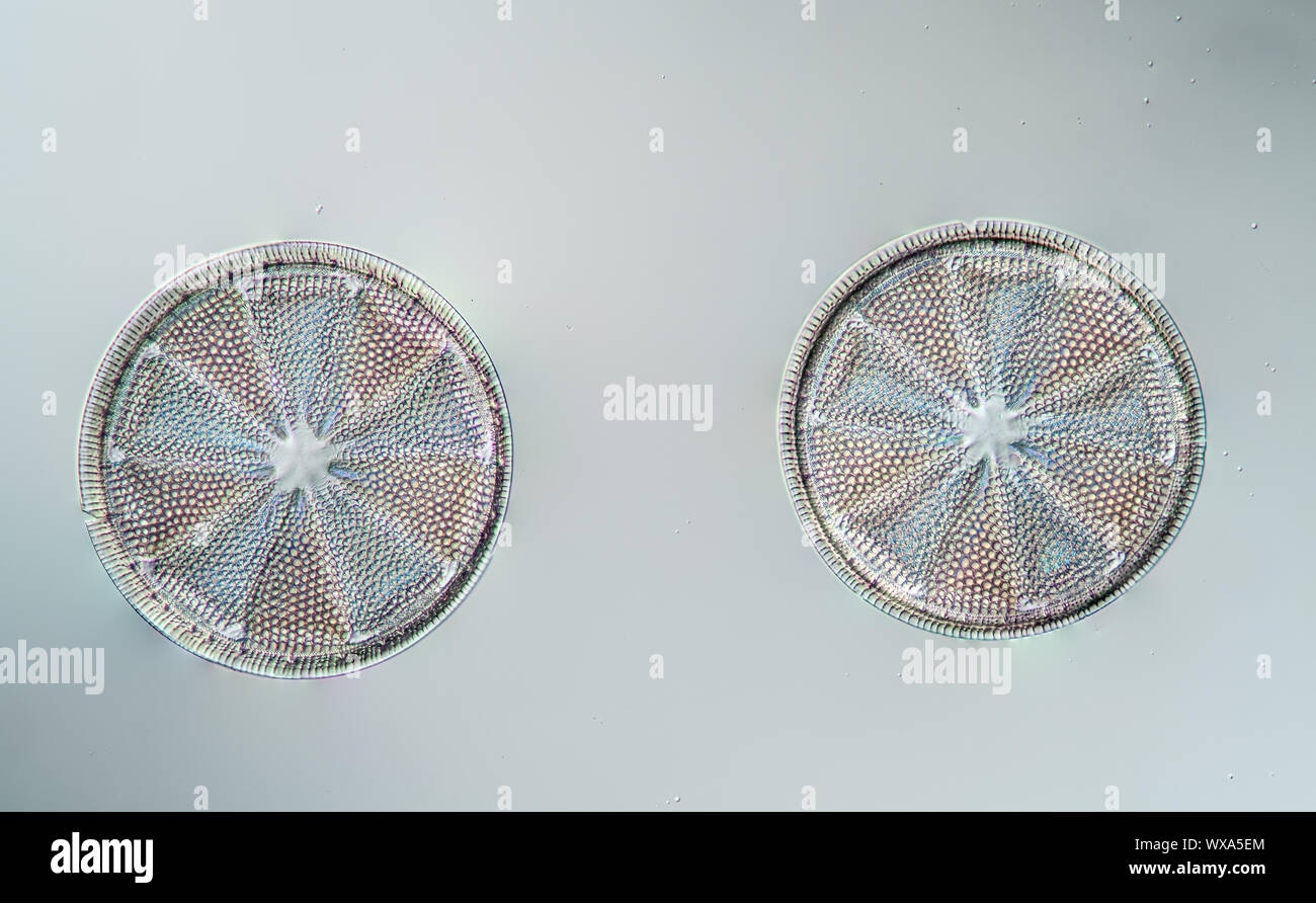 Diatom shells hires stock photography and images Alamy