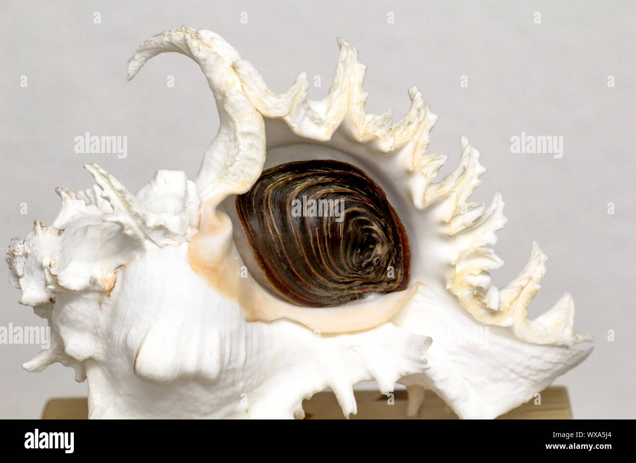 details of a big shell, snail Stock Photo