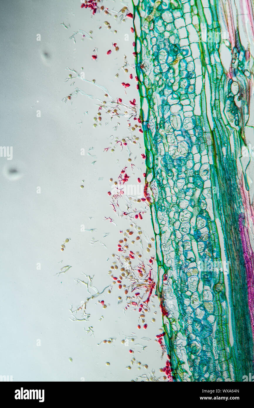 Fungal parasites hi-res stock photography and images - Alamy