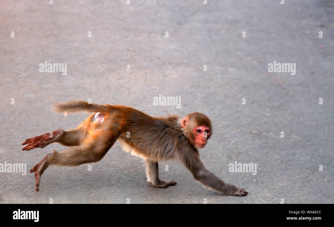 Rhesus monkeys in town. India Stock Photo