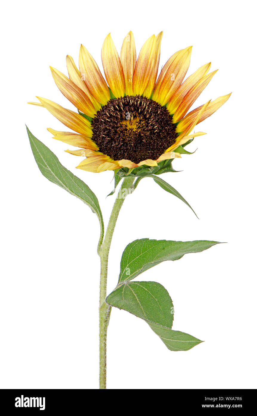 Beautiful Sunflower isolated on white background Stock Photo - Alamy