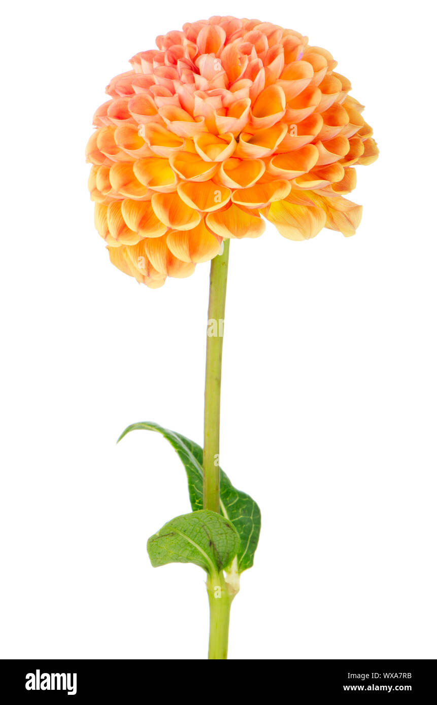 Beautiful dahlia flower isolated on white background Stock Photo - Alamy