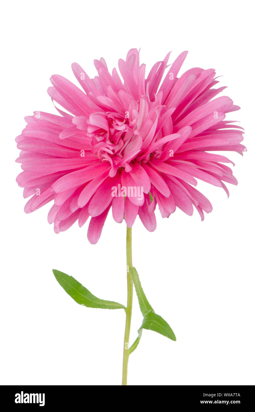 Pink daisy flower isolated on white background Stock Photo - Alamy