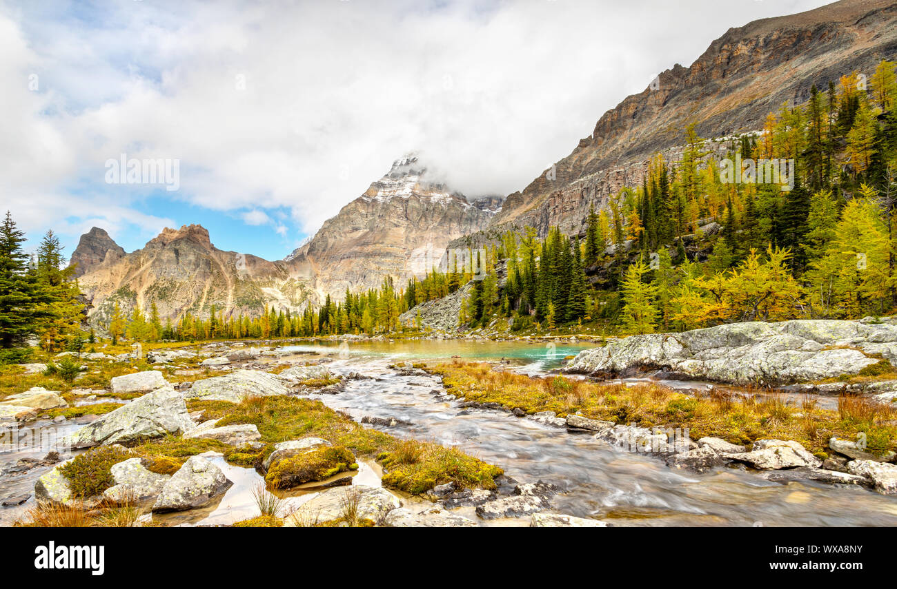 Larch trees turning golden on Moor Lakes with Yukness Mountain in the background at Lake O'Hara in the Canadian Rockies of Yoho National Park. Stock Photo