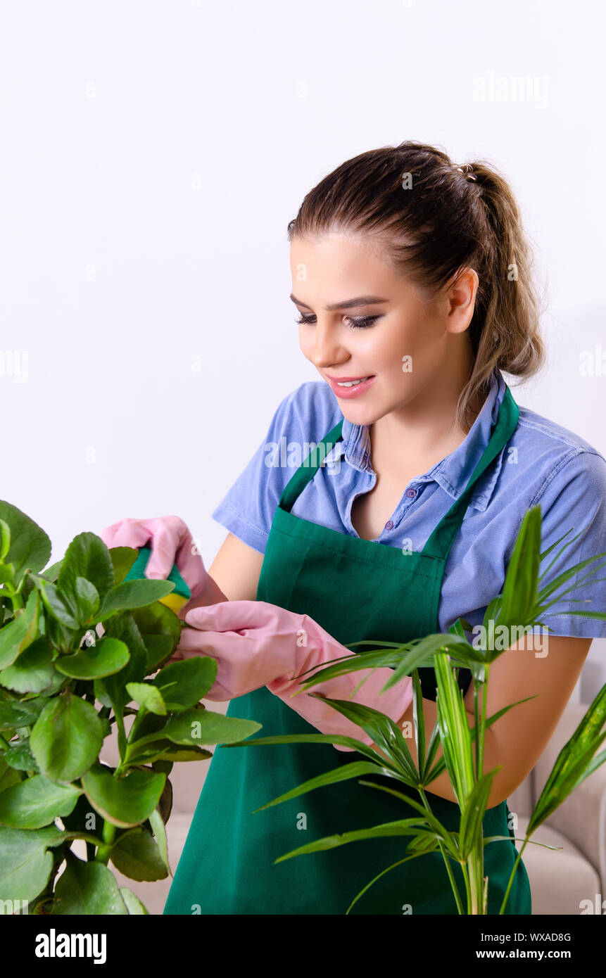 Dusting house plants hires stock photography and images Alamy