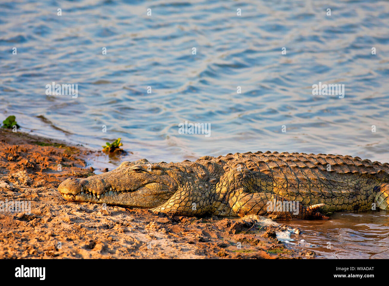 Nile Crocodile by the waterhole in the savannah, Mikumi Stock Photo