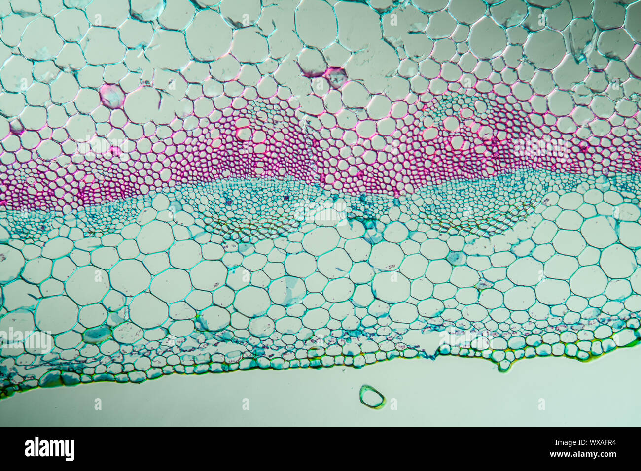 Mint stem cross section 100x Stock Photo