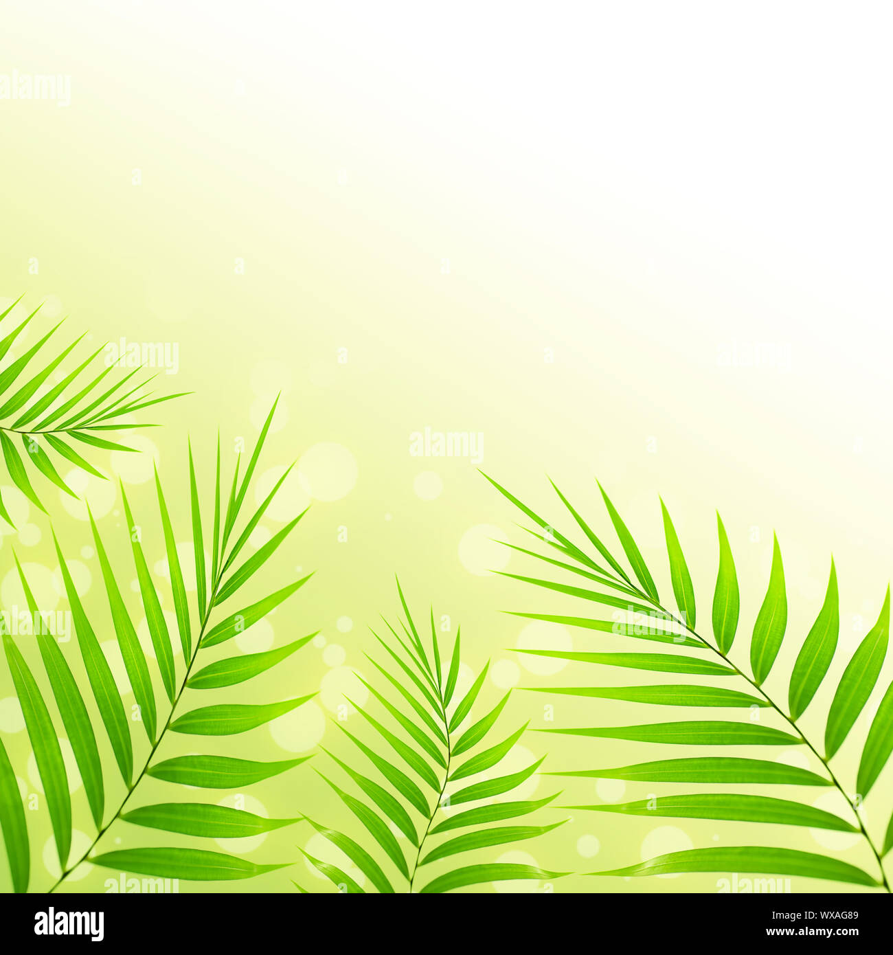 Picture of palm leaves background, abstract floral border, beautiful  tropical plant, exotic tree fresh foliage, summer holidayd, paradise beach,  copy Stock Photo - Alamy, image size:1300x1390