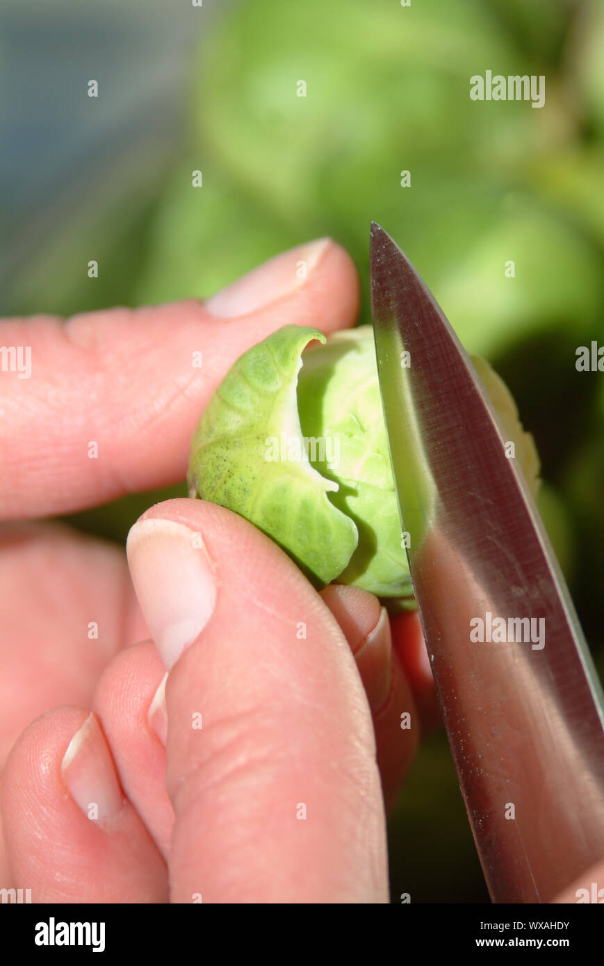 prepare brussel sprout Stock Photo Alamy