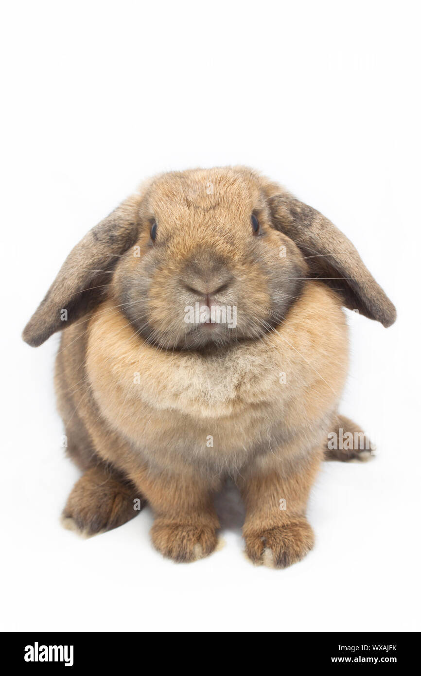 Cute rabbit on white background Stock Photo - Alamy