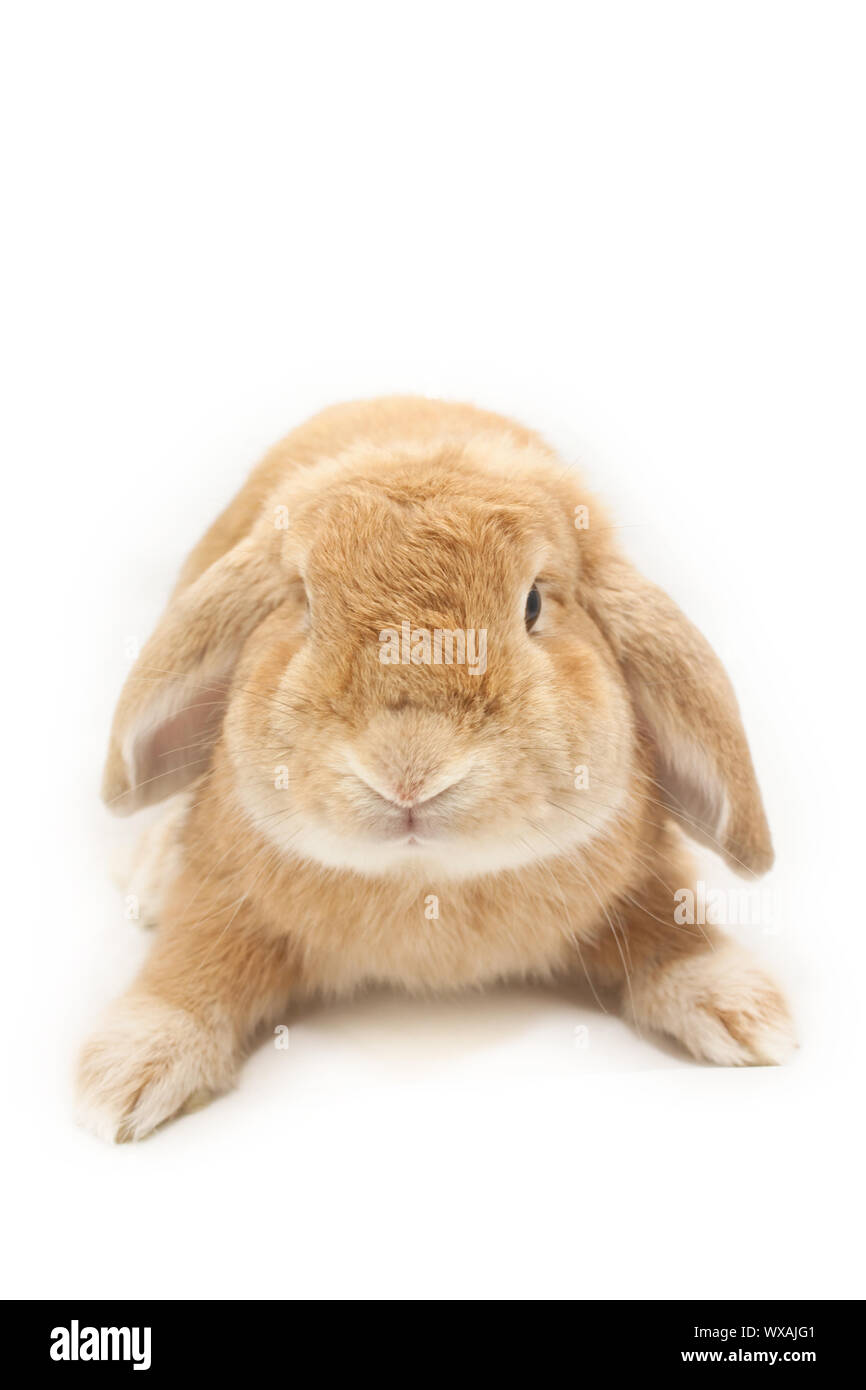 Cute rabbit on white background Stock Photo - Alamy