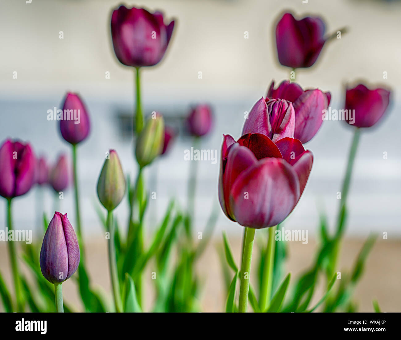 dreamy purple tulips up close Stock Photo