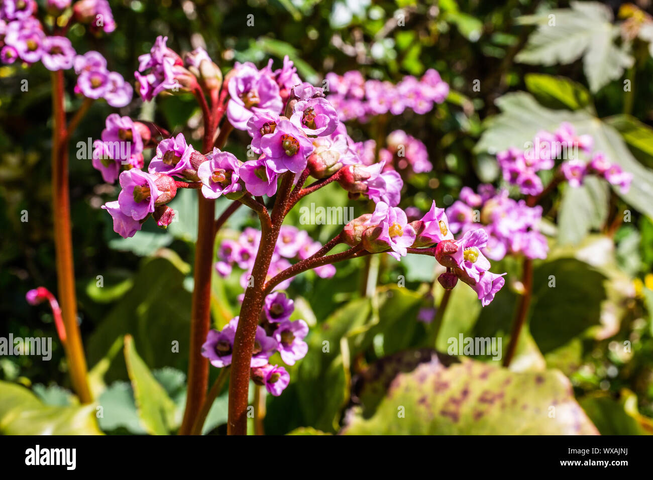 Pink and purple wildflowers hi-res stock photography and images - Alamy