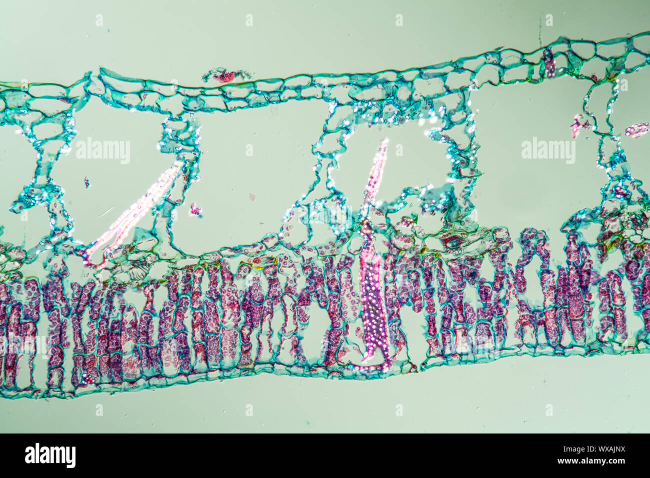 Water lily leaf cross section 200x Stock Photo