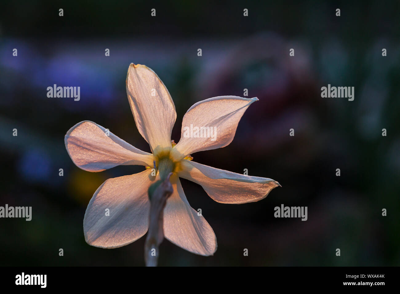 Spring flowers Stock Photo