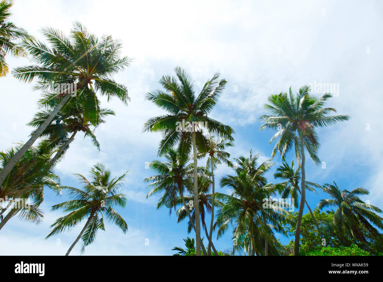 Palm trees on blue sky with white clouds background Stock Photo - Alamy