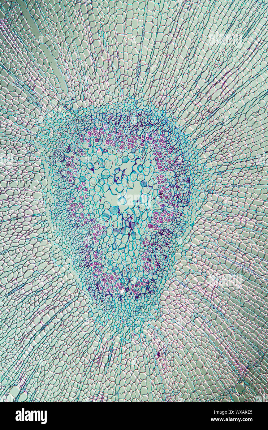 Daphne branch in cross section 100x Stock Photo