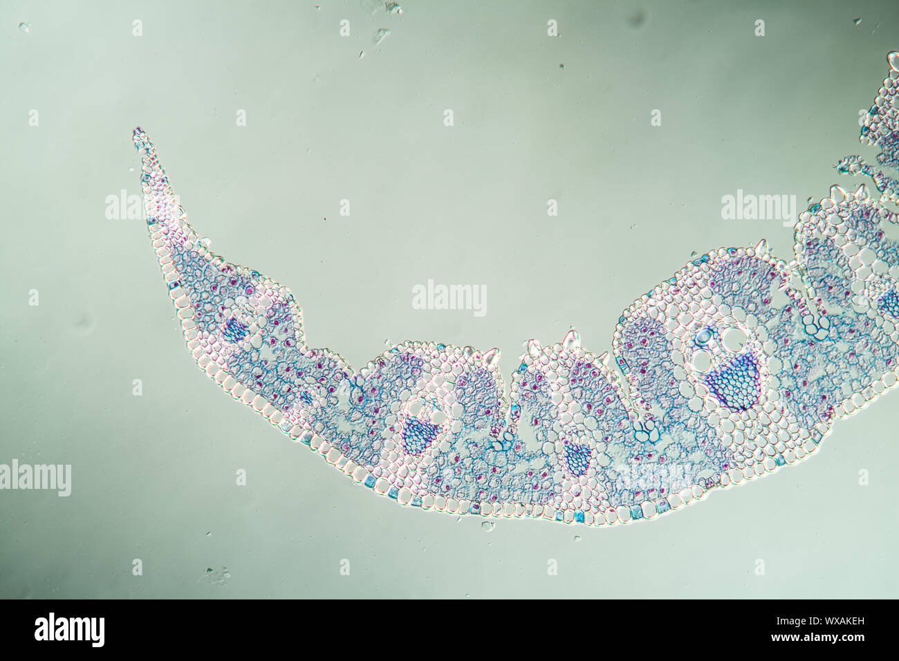 Marram grass leaf cross section 100x Stock Photo
