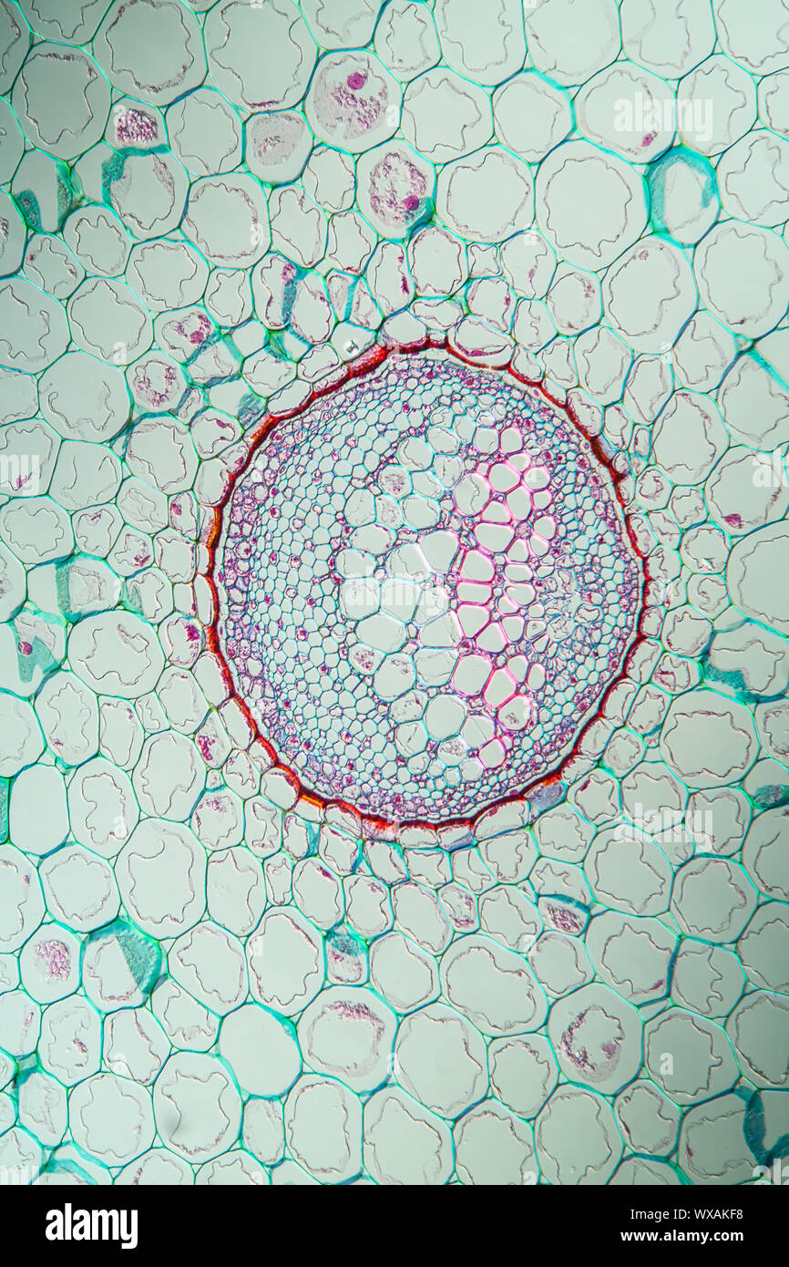 Bracken Stem Cross Section 100x Stock Photo