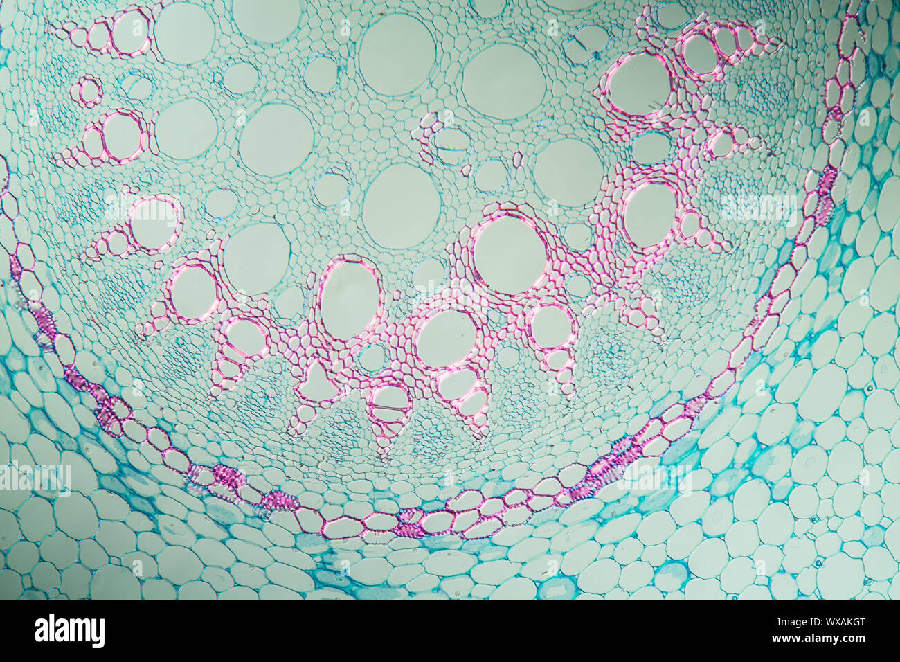 Philodendron aerial root in cross section 100x Stock Photo Alamy