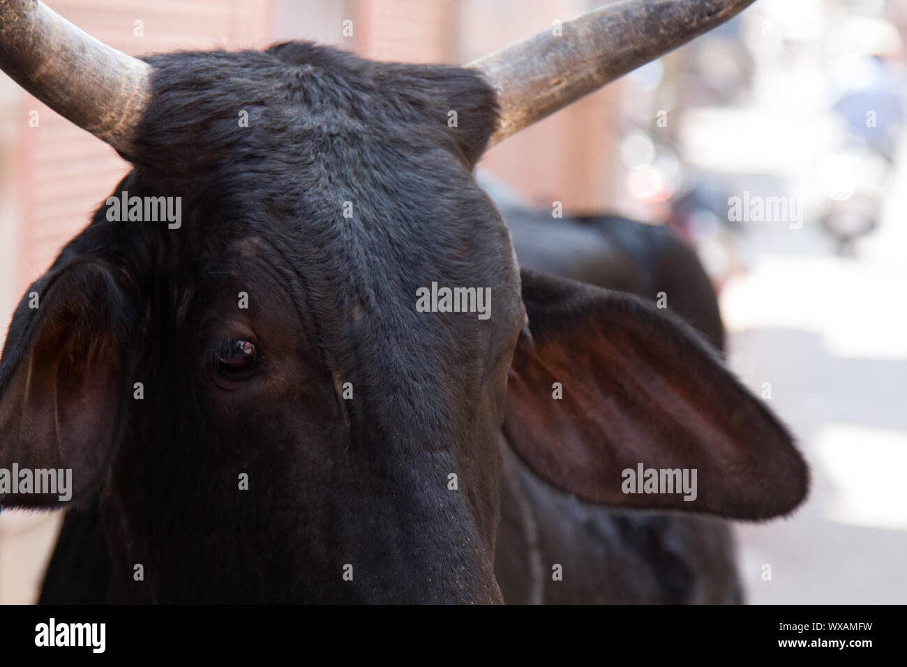 Portrait of Indian sacred cow close-up Stock Photo