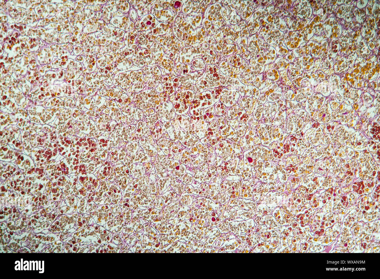 Pituitary tissue section under the microscope 100x Stock Photo