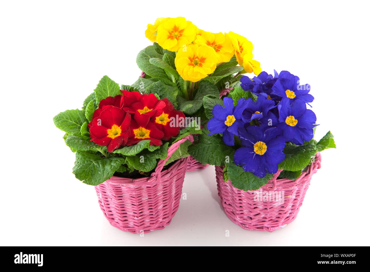 Primulas with different colors in pink baskets Stock Photo