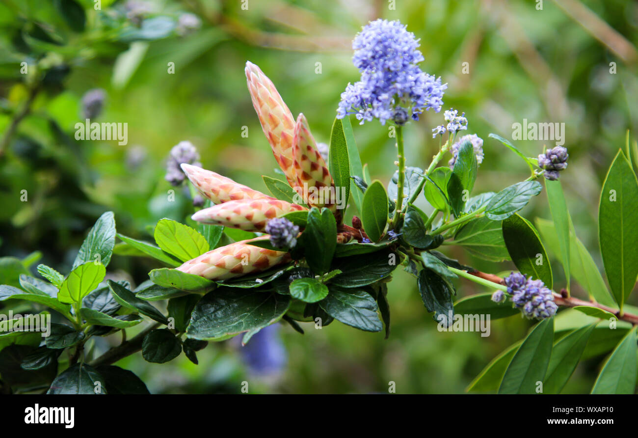 the first flowers in the spring Stock Photo - Alamy