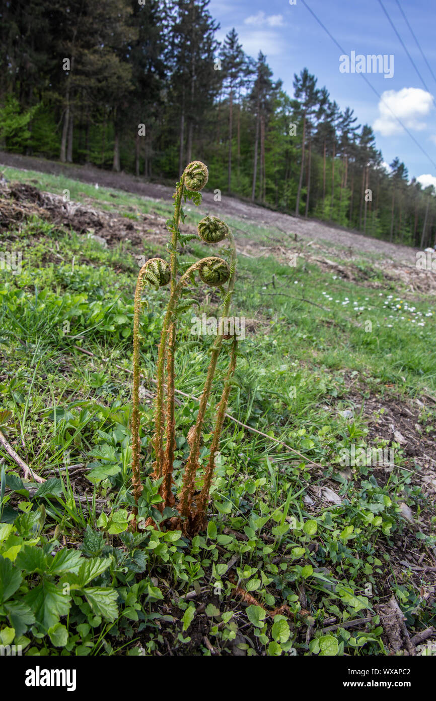 young fern plants with rooted shoots Stock Photo