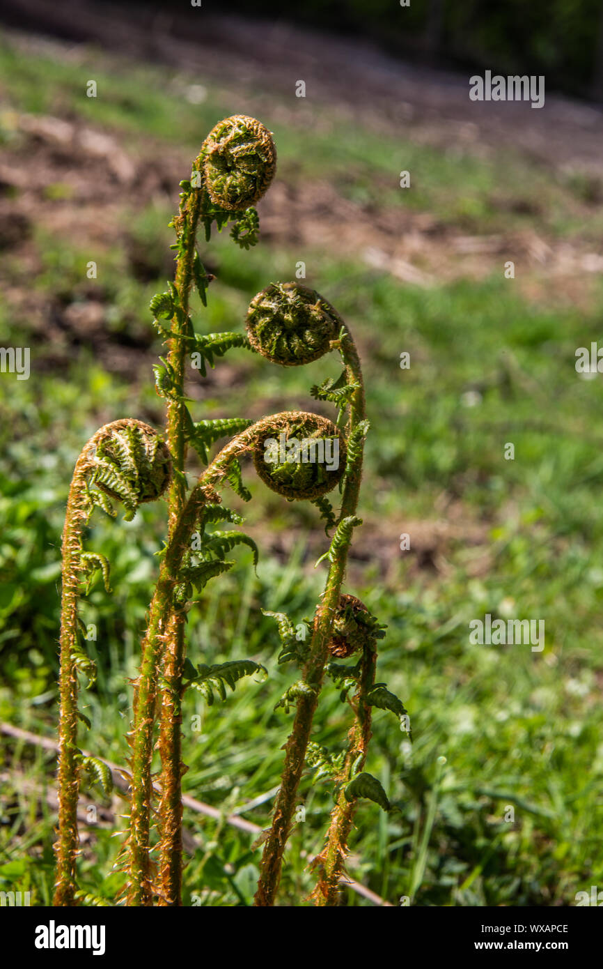 young fern plants with rooted shoots Stock Photo