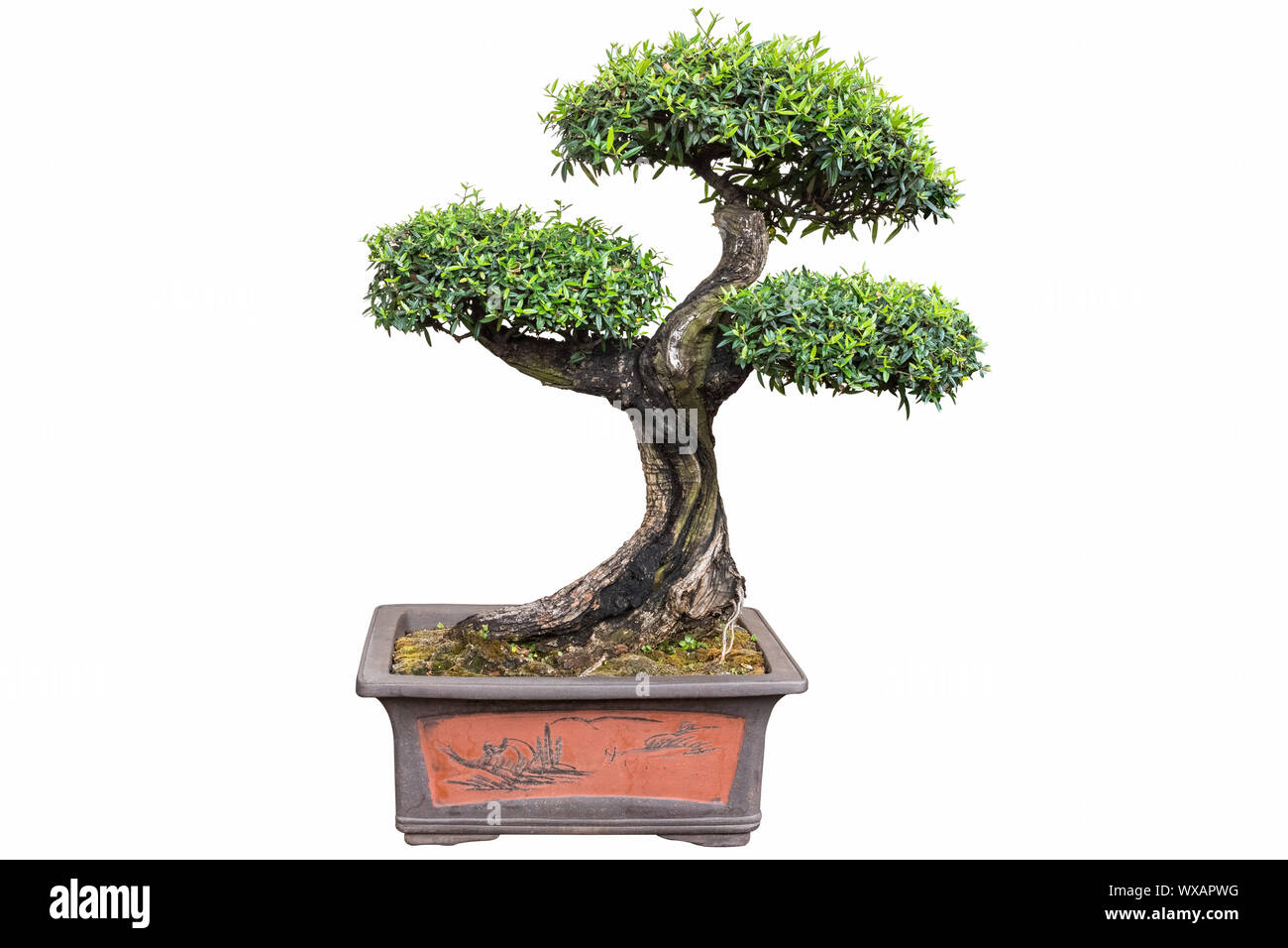 bonsai tree of olea europaea Stock Photo
