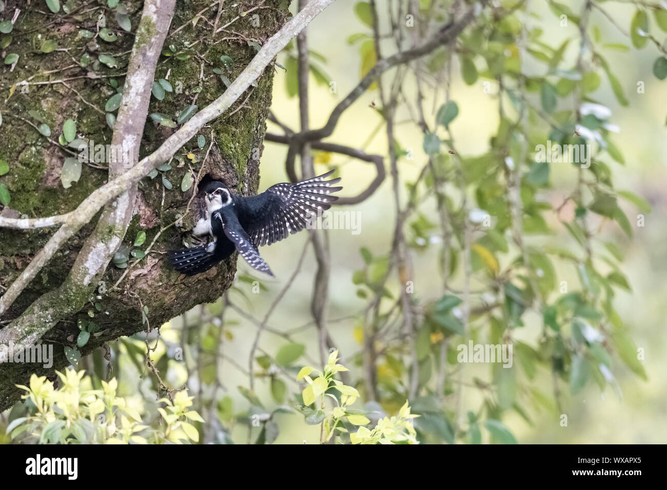 pied falconet Stock Photo