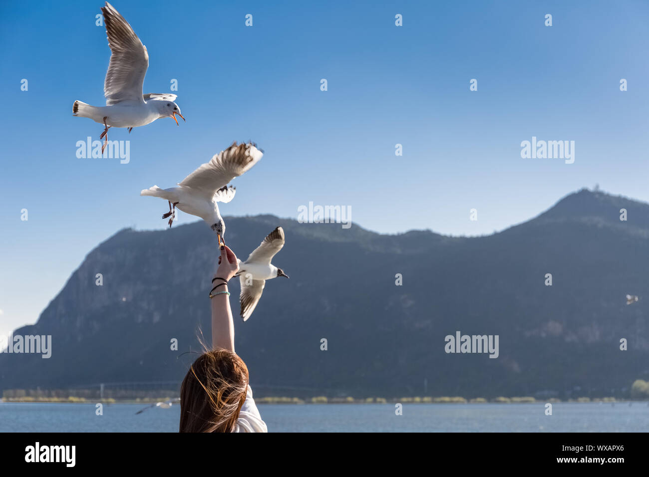 feed the seagulls Stock Photo