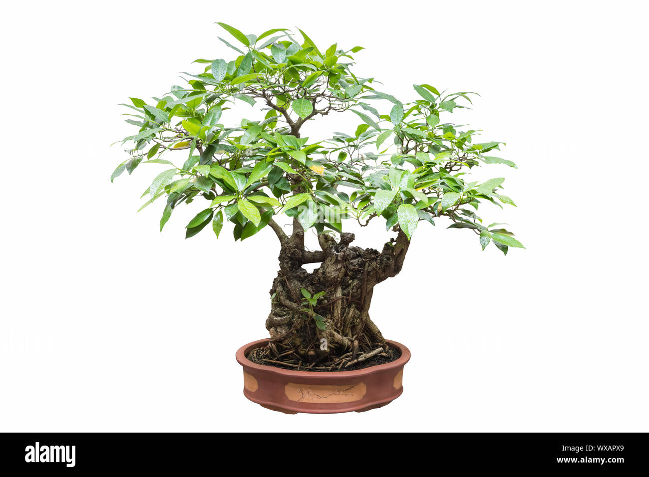 banyan bonsai isolated Stock Photo