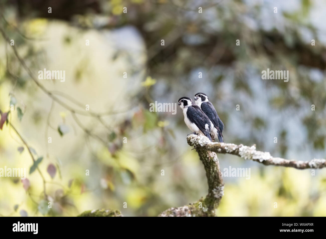 pied falconet Stock Photo